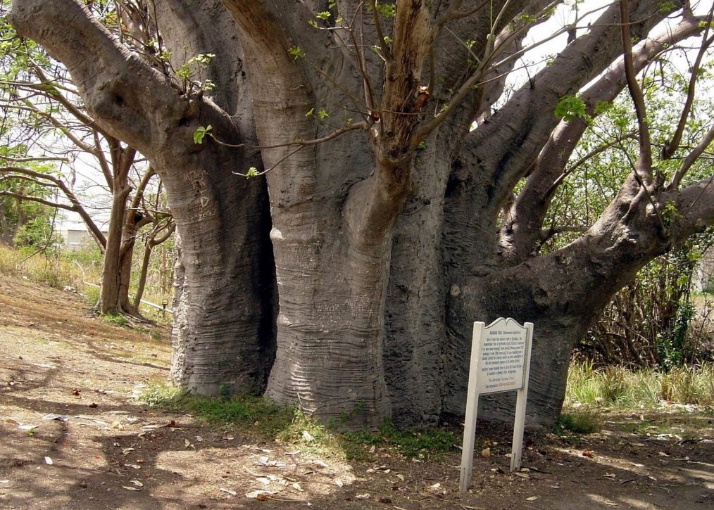 Baobab boom op Barbados