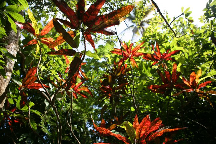 Botanische tuinen op Saint Lucia