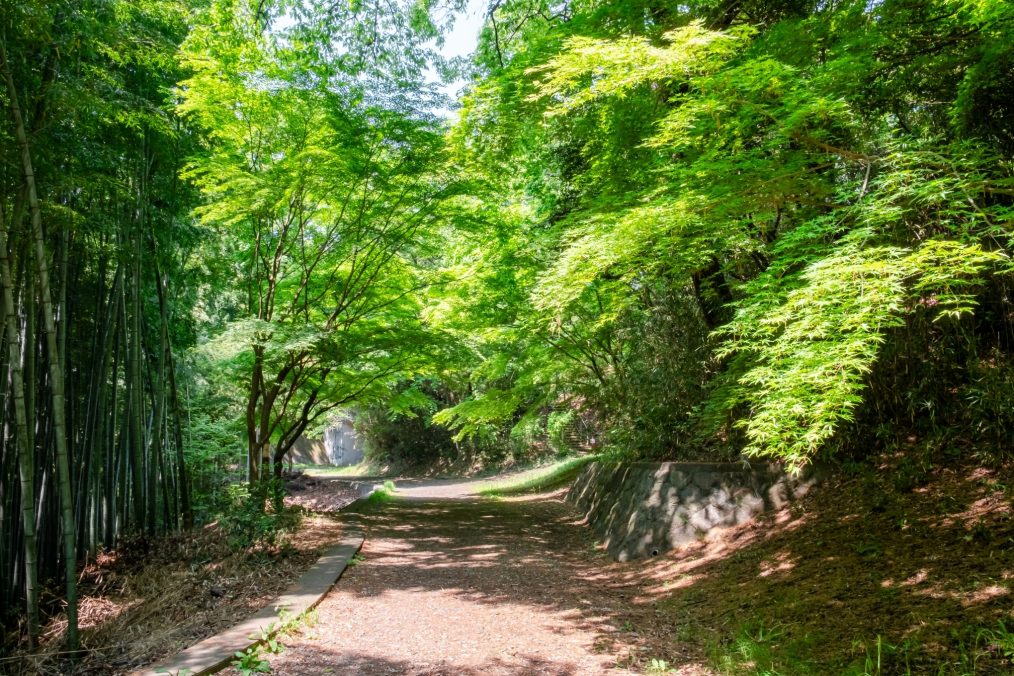 Groen bos in Ozenji Furusato Park in Kawasaki