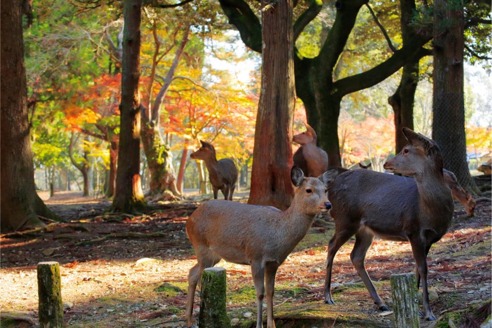 Herten in Nara