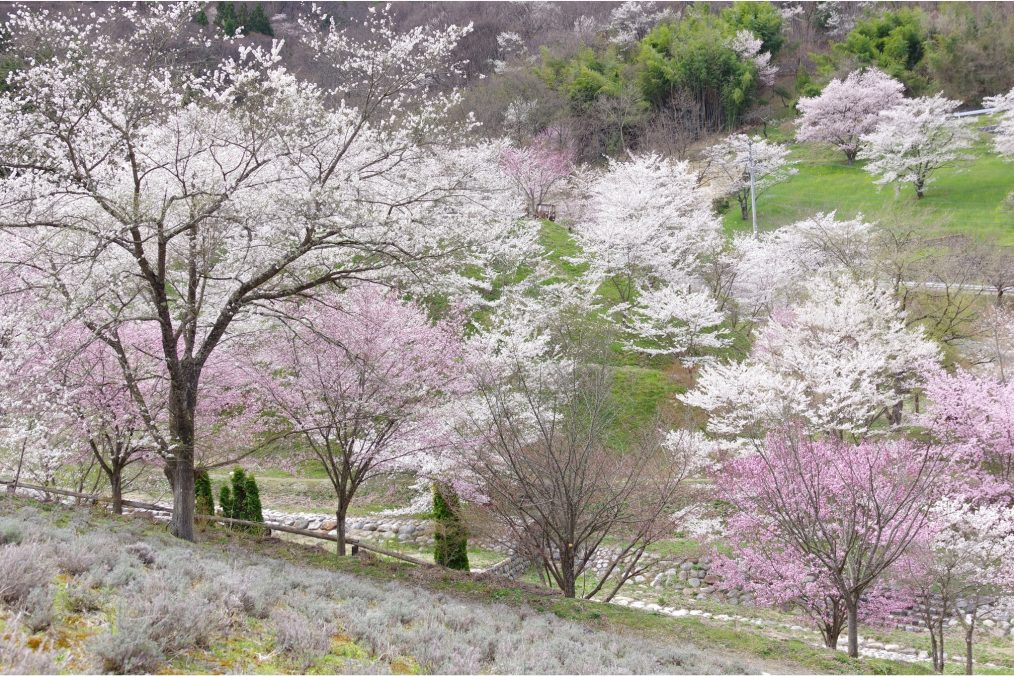 Kersenbloesems (Sakura) in Ikeda Osaka