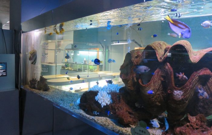 Aquarium in Foot Town