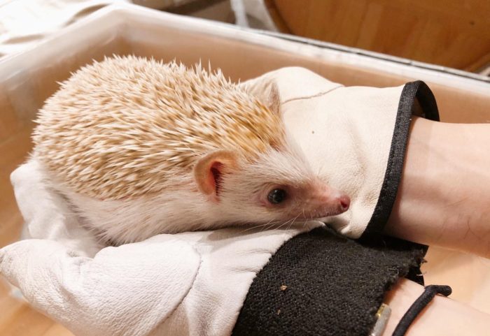 Egel vasthouden in Hedgehog Cafe HARRY