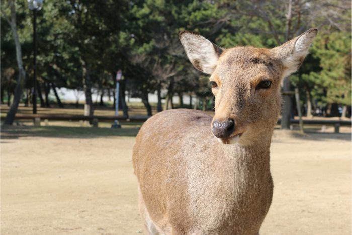 Hert in Nara Park