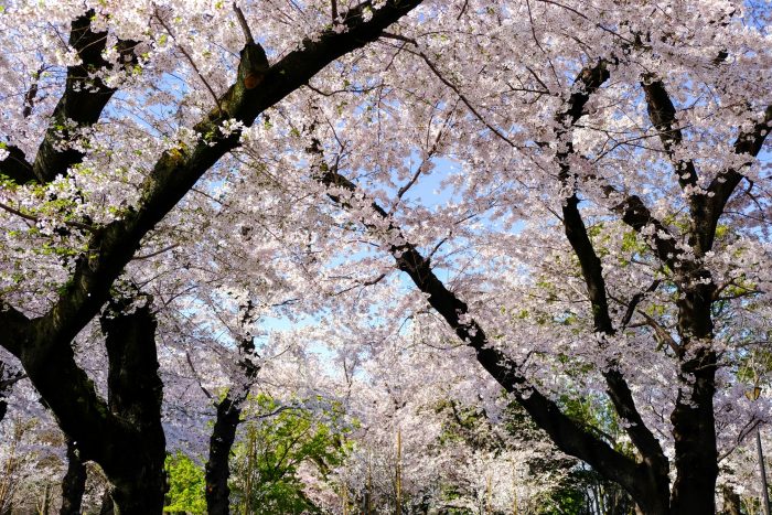 Kersenbloesems in Asukayama Park, Tokyo