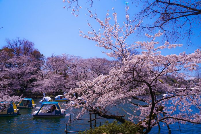 Aan waarheid Afscheiden Japanse Kersenbloesem (Sakura) - 10 Beste Plekken in Tokyo