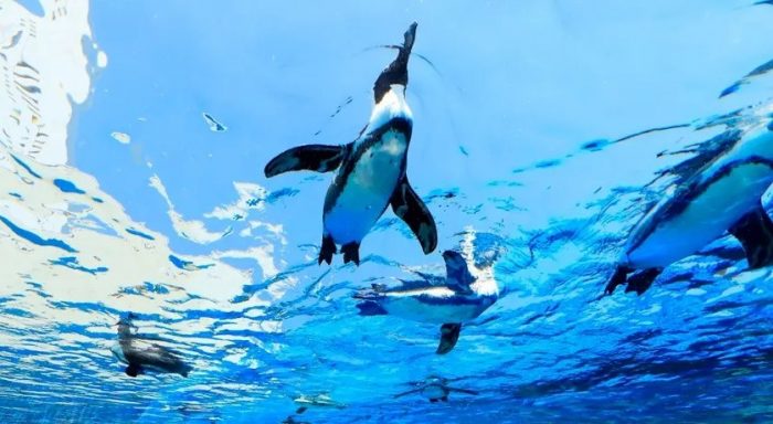 Penguins in het Sunshine Aquarium
