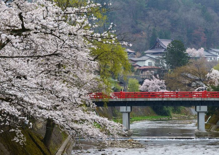 Takayama brug met kersenbloesem