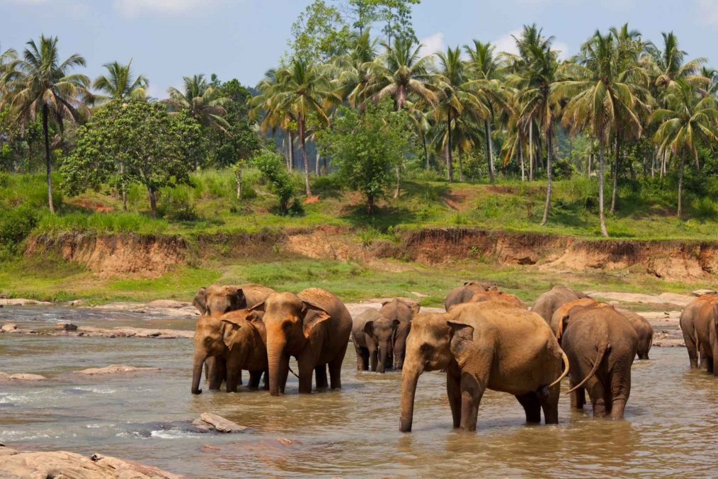 Olifanten in Sri Lanka