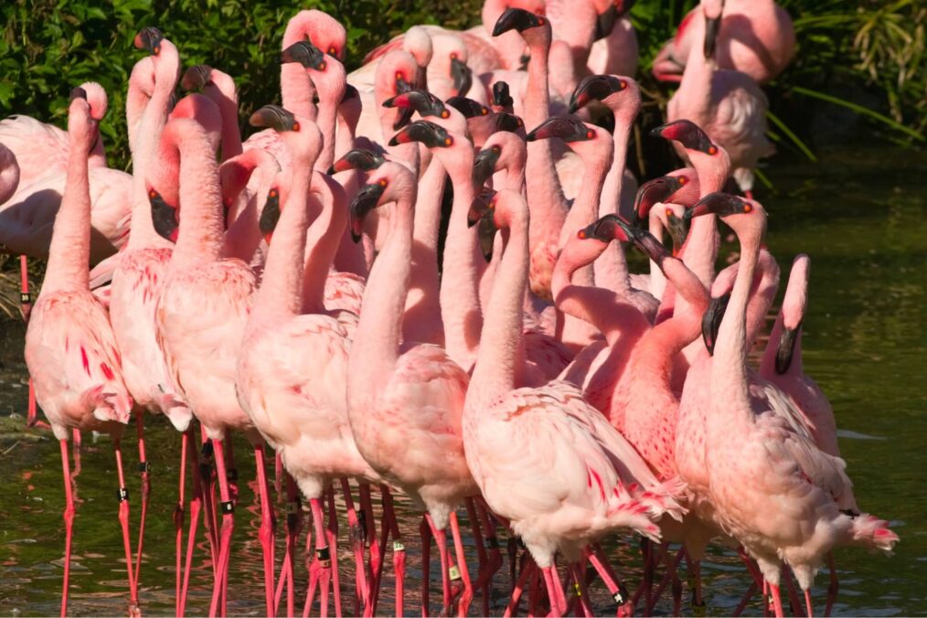 Flamingo's bij Busch Gardens Tampa