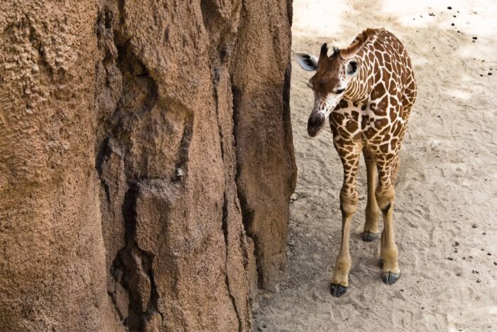 Baby Giraffe in de Dallas Zoo
