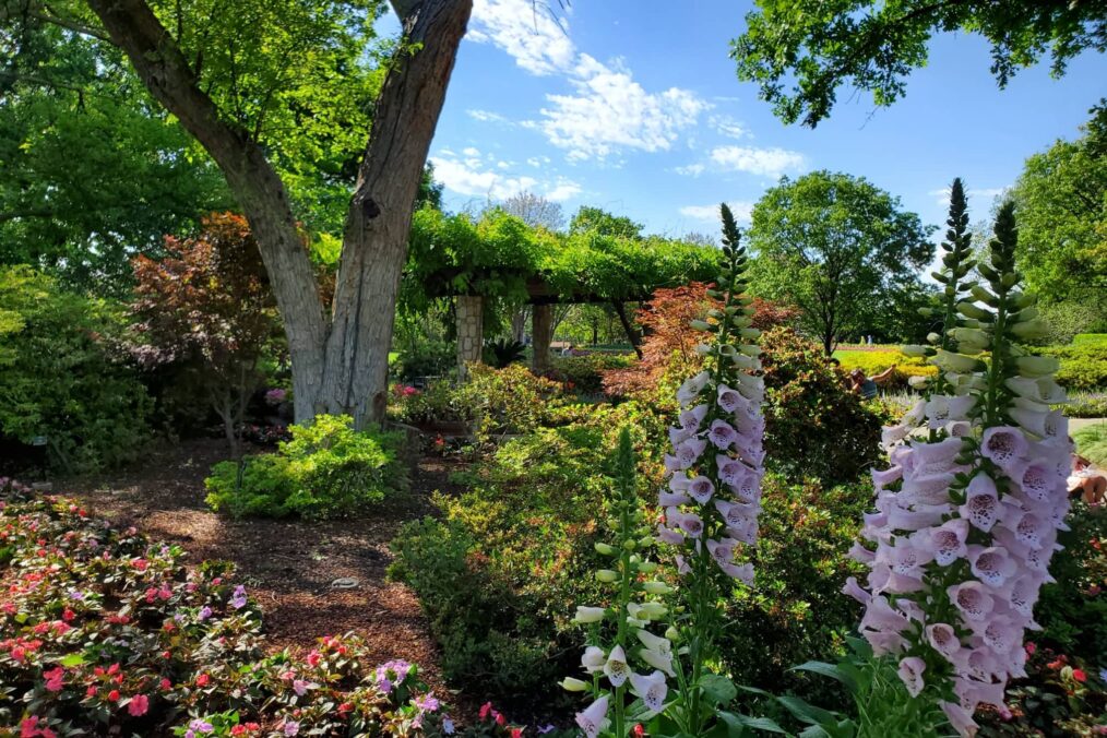 Botanische tuin en Arboretum in Dallas