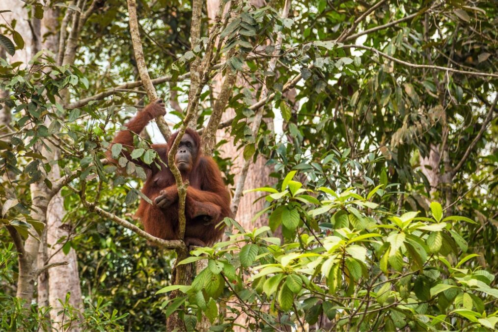 Orang Oetan in de jungle van Borneo, Indonesië