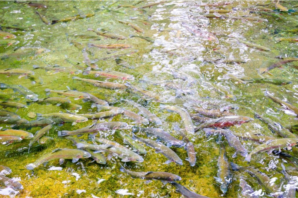 Vissen bij de Bonneville Dam